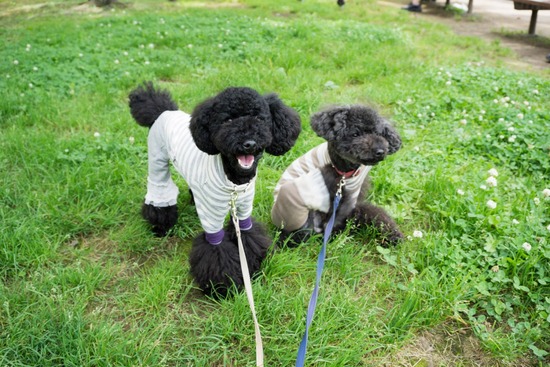 ニャンバーワン,銀座トイプードル,リリーとドナ,asknowasdewan063