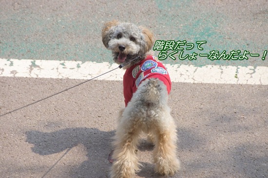 ブログRosieトイプードル銀座リリーとドナas know as de wan125