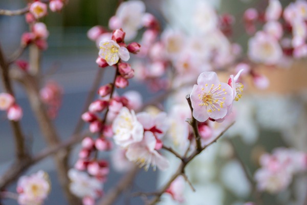 ブラックトイプードル銀座リリードナ006