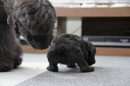 銀座トイプードルリリーas know as de wan51