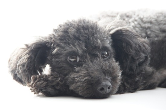 as know as de wanとトイプードルブラックの銀座リリー04