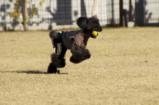 銀座トイプードルリリーas know as de wan09