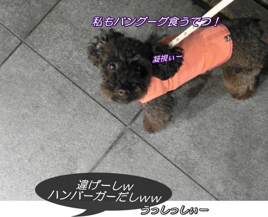 as know as de wanとトイプードルブラックの銀座リリー13