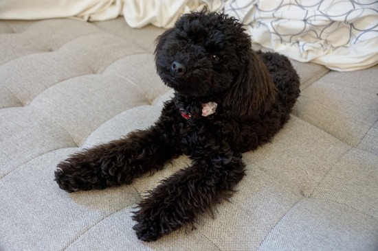 425 銀座ブラックのトイプードルリリーとドナas know as de wan06