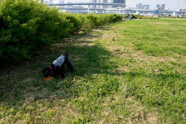 ブラックトイプードル銀座リリードナ020