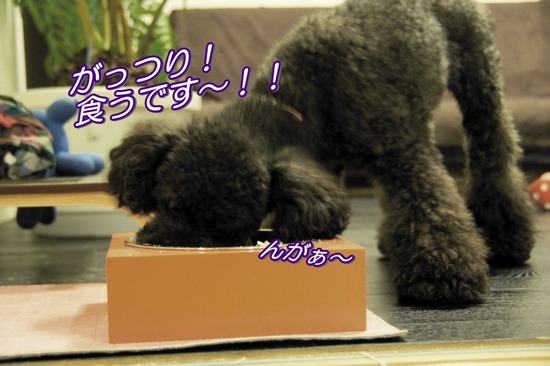 トイプードル銀座リリーas know as dewan25