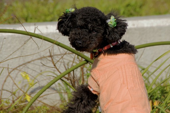 as know as de wan トイプードル 銀座リリー36