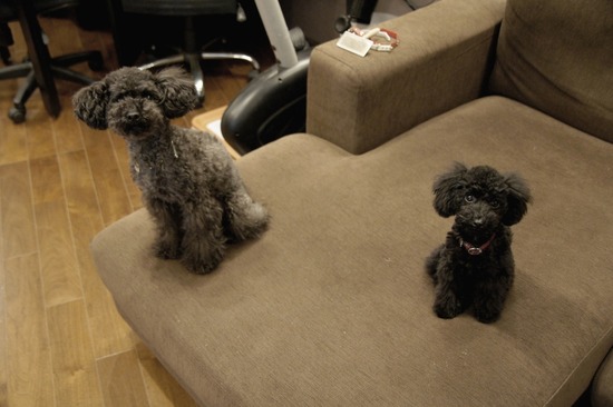 銀座トイプードルリリーas know as de wan29