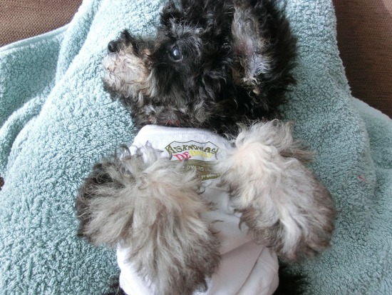 銀座 トイプードル リリー as know as de wan07