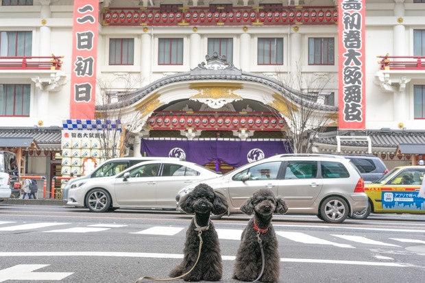 ブラックトイプードル銀座リリー&ドナ01