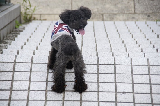 as know as de wan_銀座リリー_トイプードル09