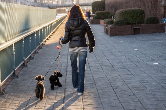 銀座トイプードル,リリーとドナ,as know as de wan020