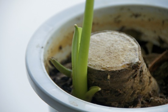 トイプードル銀座リリーとas know as de wan01