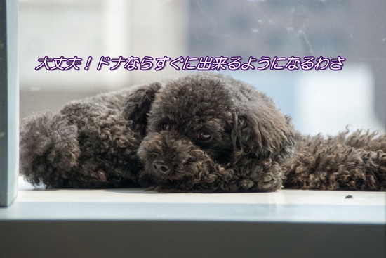 ブログRosieトイプードル銀座リリーとドナas know as de wan29
