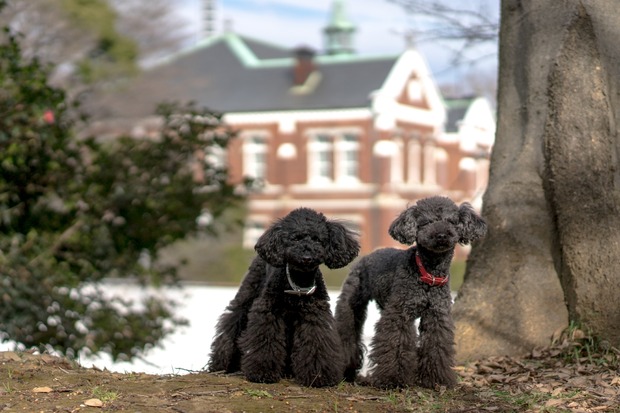 20160103ブラックトイプードル銀座リリー＆ドナ44