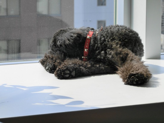 as know as de wan トイプードル 銀座リリー18