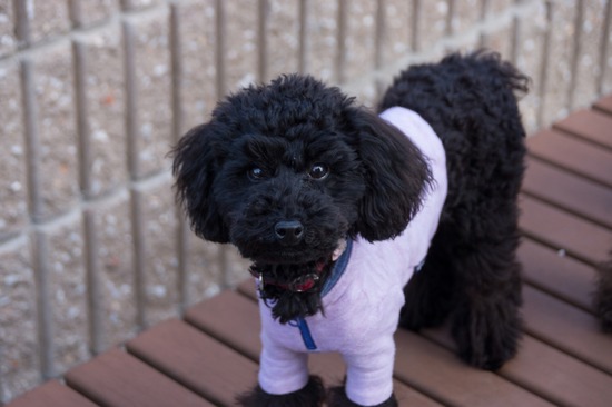 421 銀座ブラックのトイプードルリリーとドナas know as de wan30