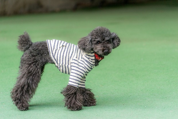 20160111ブラックトイプードル銀座リリー＆ドナ13