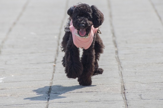 トイプードル ブログ 銀座リリーとドナas know as de wan70