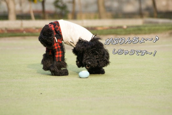 ブログRosieトイプードル銀座リリーとドナas know as de wan13