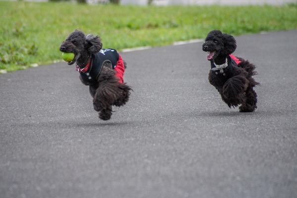 ブラックトイプードル銀座リリードナ00016