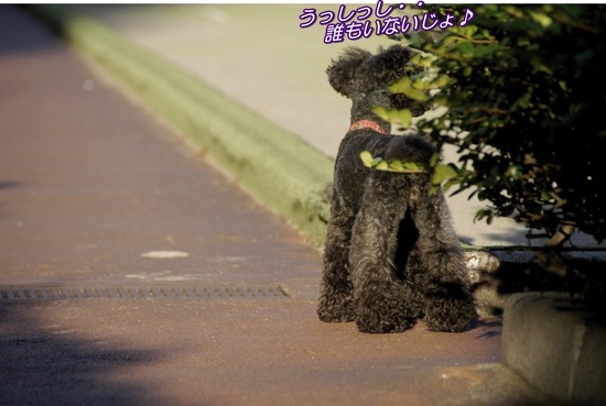 as know as de wanと銀座リリー05