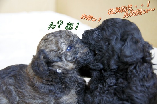 as know as de wanとトイプードルブラックの銀座リリー07