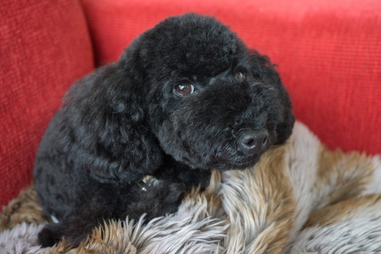 ニャンバーワン,銀座トイプードル,リリーとドナ,asknowasdewan012