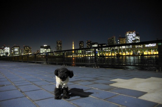 銀座 トイプードル リリー as know as de wan48