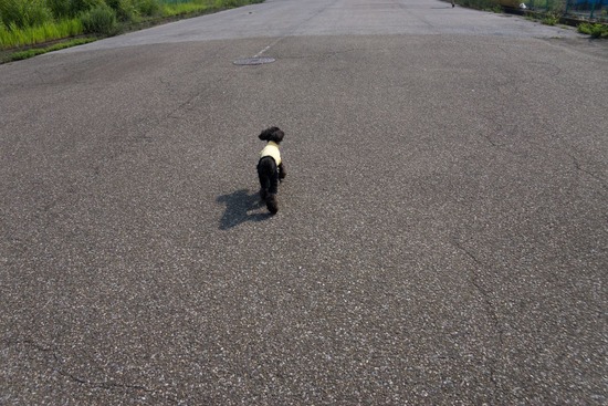 トイプードル ブログ 銀座リリーとドナas know as de wan83