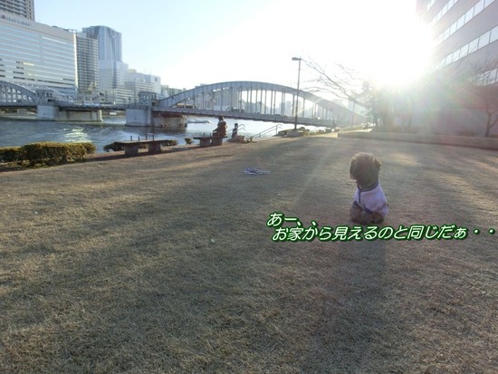 銀座トイプードルリリーas know as de wan11