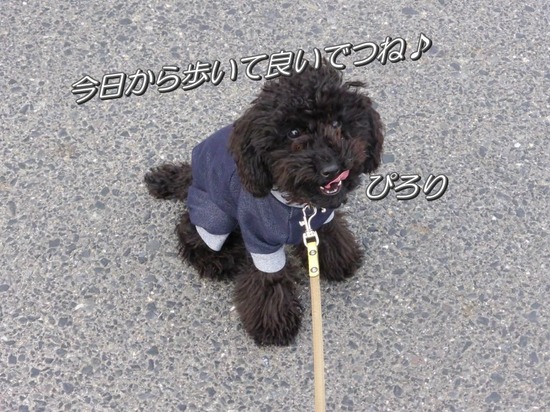 銀座トイプードルリリーとドナas know as de wan14