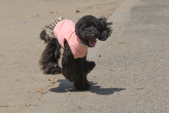 トイプードル ブログ 銀座リリーとドナas know as de wan53