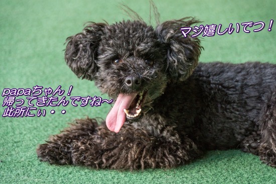 トイプードル銀座リリー＆ドナ113