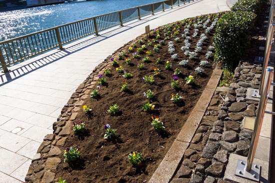 トイプードル ブログ 銀座リリーとドナ17