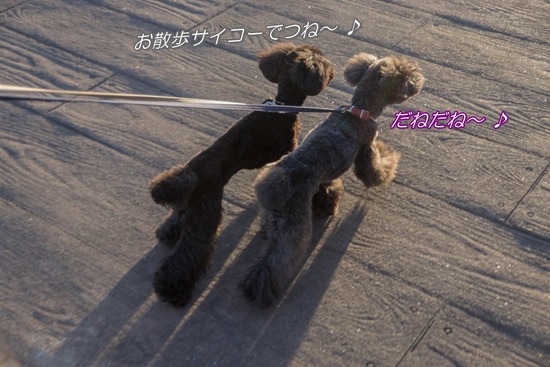 銀座トイプードル,リリーとドナ,as know as de wan022