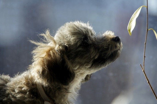 銀座トイプードルリリーas know as de wan02