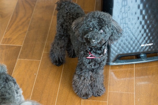 411 銀座ブラックのトイプードルリリーとドナas know as de wan02