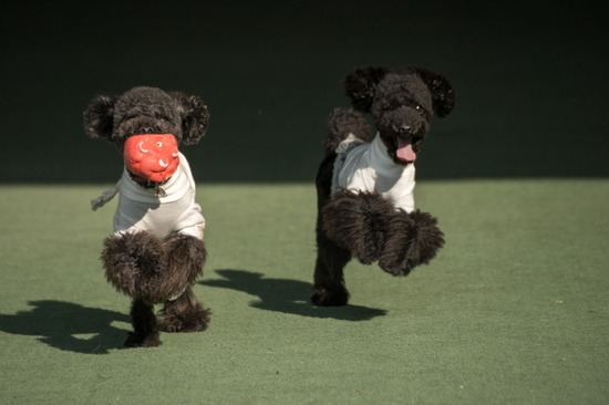 505 銀座ブラックのトイプードルリリーとドナas know as de wan09