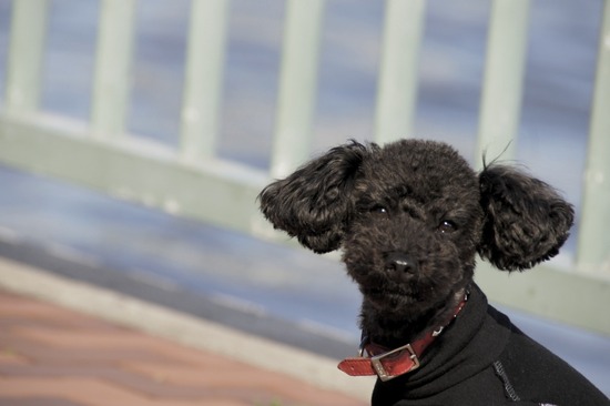 as know as de wan トイプードル 銀座リリー24