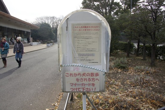 銀座トイプードルリリーas know as de wan33