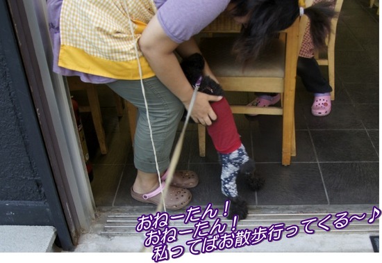 トイプードル銀座リリーasknowasdewan01