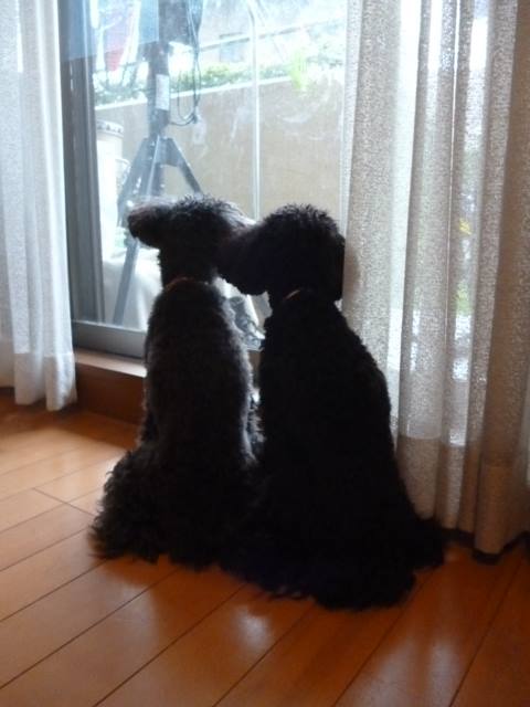 1240521_207067472794885_935227302_n