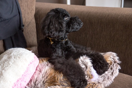 トイプードル ブログ 銀座リリーとドナas know as de wan18