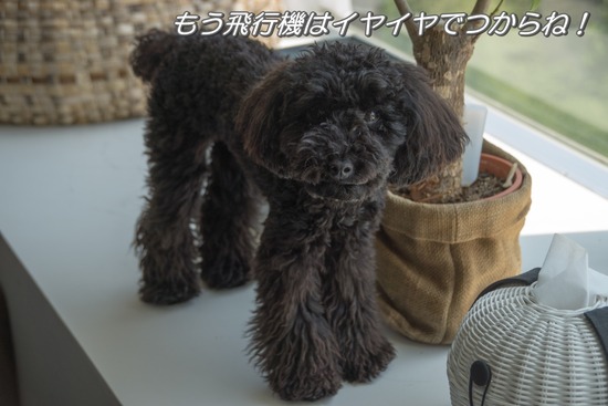 トイプードル銀座リリー＆ドナ98