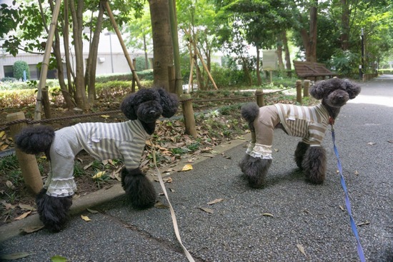 ニャンバーワン,銀座トイプードル,リリーとドナ,asknowasdewan062