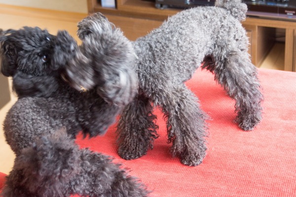 ブラックトイプードル銀座リリードナ14