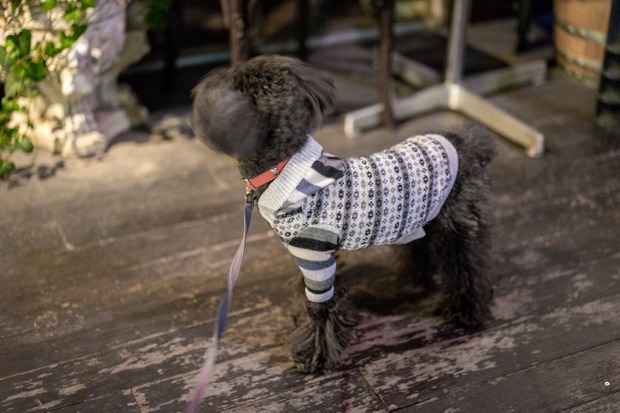 20151215ブラックトイプードル銀座リリー＆ドナ15