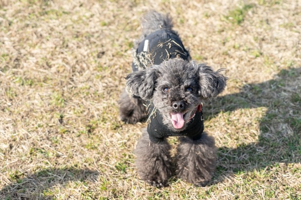 20160103ブラックトイプードル銀座リリー＆ドナ21
