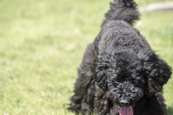 ブラックトイプードル銀座リリードナ00042